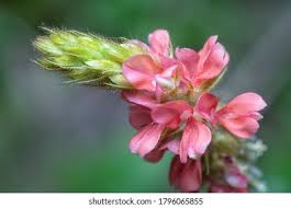 Image result for Indigofera hirsuta