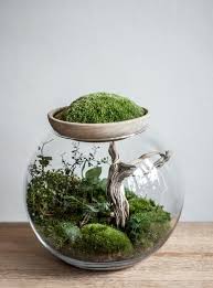 Zdjecie Uzytkownika Forest Forever Miniature Garden Garden Terrarium Terrarium