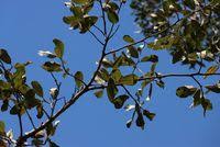 Image result for Monotes glaber