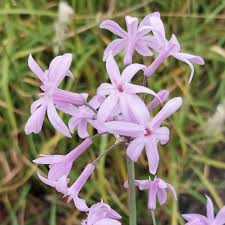 Image result for Tulbaghia cameronii
