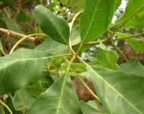 Image result for Vitex doniana