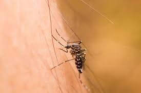 Gejala virus zika virus zika ini memiliki gejala lain seperti sakit kepala, nyeri di belakang mata, dan lelah. Ini Beda Gejala Infeksi Virus Zika Dan Dbd