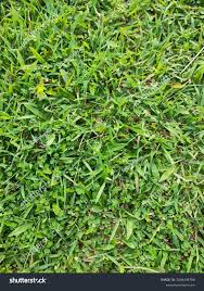 Image result for Cenchrus clandestinus