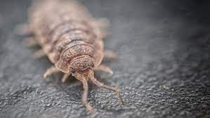 Gerne hält sich die kellerassel unter steinen, aber auch in frischen laubwäldern oder büschen auf. Kellerassel Warum Sie Nur Im Notfall Bekampft Werden Sollten