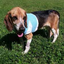 River Update Beagle Freedom Project Beagle Beagle Rescue