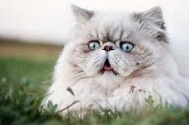 Find local british shorthair in cats and kittens in the uk and ireland. Most Expensive Cat Breeds In The World People Com