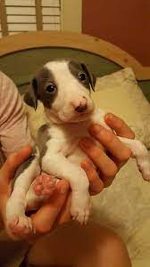 Litter Of 7 Italian Greyhound Puppies For Sale In Litchfield Il Adn 34923 On Puppyfinder Com Gende Greyhound Puppy Puppies For Sale Italian Greyhound Puppies