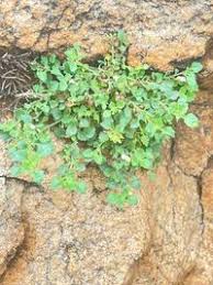 Image result for Stemodiopsis