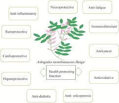 Image result for Astragalus