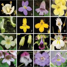Image result for Gesneriaceae