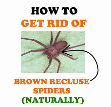 Dissolve an ounce of salt (1/8 cup) in a gallon of warm water. How To Get Rid Of Brown Recluse Spiders Naturally Bugwiz