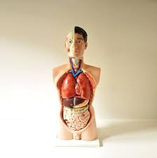 Female figures male figures female torsos male torsos heads head stands dust & privacy gowns discount female torso: Vintage Life Size Anatomical Human Male Torso Model Full Torso Anatomy Anatomy Models Model Male Torso