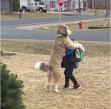 Bernedoodle derrite 7 millones de corazones al abrazar a su hermano pequeño después de la escuela