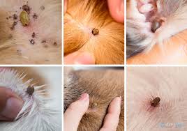 Carefully run your hands over your dog's body to feel for any small bumps on their skin which could be a tick. What Does A Tick Look Like On A Dog Top Dog Tips