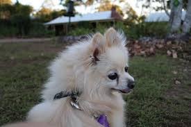 9 Best Dog Harnesses For Pomeranians The Dog People By