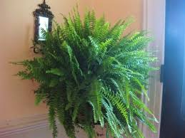 This will keep your ferns lush and happy. How To Divide Conquer The Boston Fern Kevin Lee Jacobs