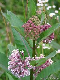 Image result for Asclepias palustris