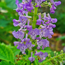 Image result for Equilabium