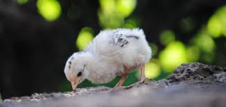 اسم صغير الدجاج موضوع