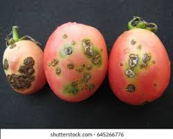 Image result for tomato seedling xanthomonas vesicatoria