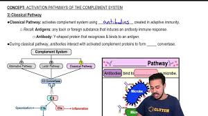 Image result for Complement Pathway