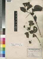 Image result for Rutidea