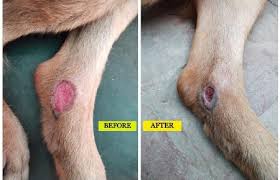 Image result for scrotum dog skin peeling