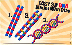How To Make A 3d Dna Model Project Dna Model Project Dna Model 3d Dna Model