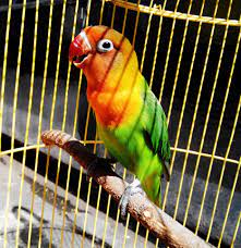Agaporni En Jaula Cosas Bonitas Pajaro Del Amor Jaulas