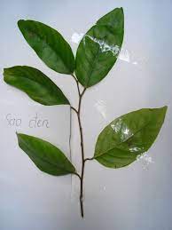 Malaya, third commonest big forest tree. Hopea Odorata Wikipedia