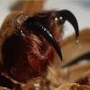 The thought process in the minds of most people is that if something as small as a black widow or brown recluse can rack up the death toll in the united states, then surely a south american do tarantulas bond with people? 3