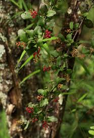 Image result for Helixanthera