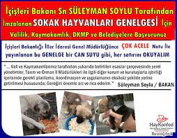 arnavutkoy hayvan haklari dayanisma posts facebook