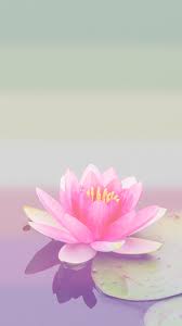 10 Lotus Flower Phone Wallpaper Latest Pictures In 2020 Flower Phone Wallpaper Flower Art Hd Flower Wallpaper