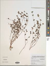 Image result for Cyclocarpa