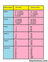 For the following cat age chart in human years, note that overlap between life stages is common and all cats age differently. Cat Human Age Chart Infographics