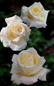 Belli Queste Rose Le Voglio Donare Al Mio Amico Il Mio Tesoro Che Mi Sta Accanto E Un Amore Ciao Pretty Flowers Beautiful Flowers Rose Flower