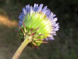 Image result for Crassocephalum rubens