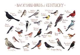 Water Birds Of North Georgia Kentucky Backyard Birds Field Guide Art Print Watercolor Etsy Birds Of Georgia Backyard Birds Bird Poster