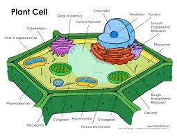 Check spelling or type a new query. Plant Cell Diagram Tim S Printables