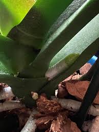 Orchids Tips and Tricks