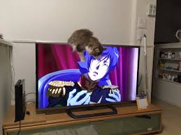 rt akahukutoorimon テレビに乗らないで欲しい https t co p7fenk2nzf shiho 猫 ガルマ ラガマフィン