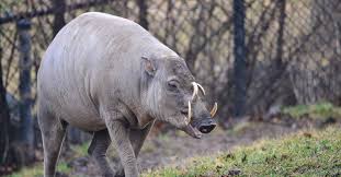 This article will explore twenty interesting, curious and downright bizarre facts about indonesia. The Creature Feature 10 Fun Facts About The Babirusa Wired