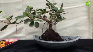 Here the previous soil media becomes very hard and compact. How To Make Chinese Banyan Or Round Leaf Banyan Repotting And Bonsai Ficus Microcarpa Bonsai Ficus
