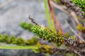 Image result for Anthospermum ammannioides