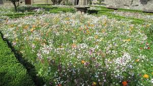 Rothenblog Mischblumenbiotope Im Klostergarten Von Rothenburg Garten Pflanzen Kloster