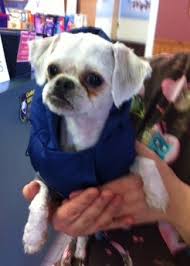 Adopt Watson On