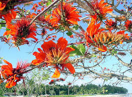 We did not find results for: 9 Philippine Native Trees Better Than Cherry Blossoms
