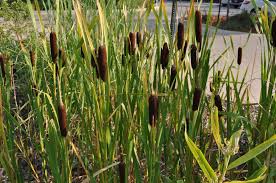 Garden plots are 10 feet by 10 feet, and cost $25 for the season. Broadleaf Cattail