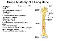 Long bones are those that are longer than they are wide. 31 Label The Long Bone Labels Design Ideas 2020